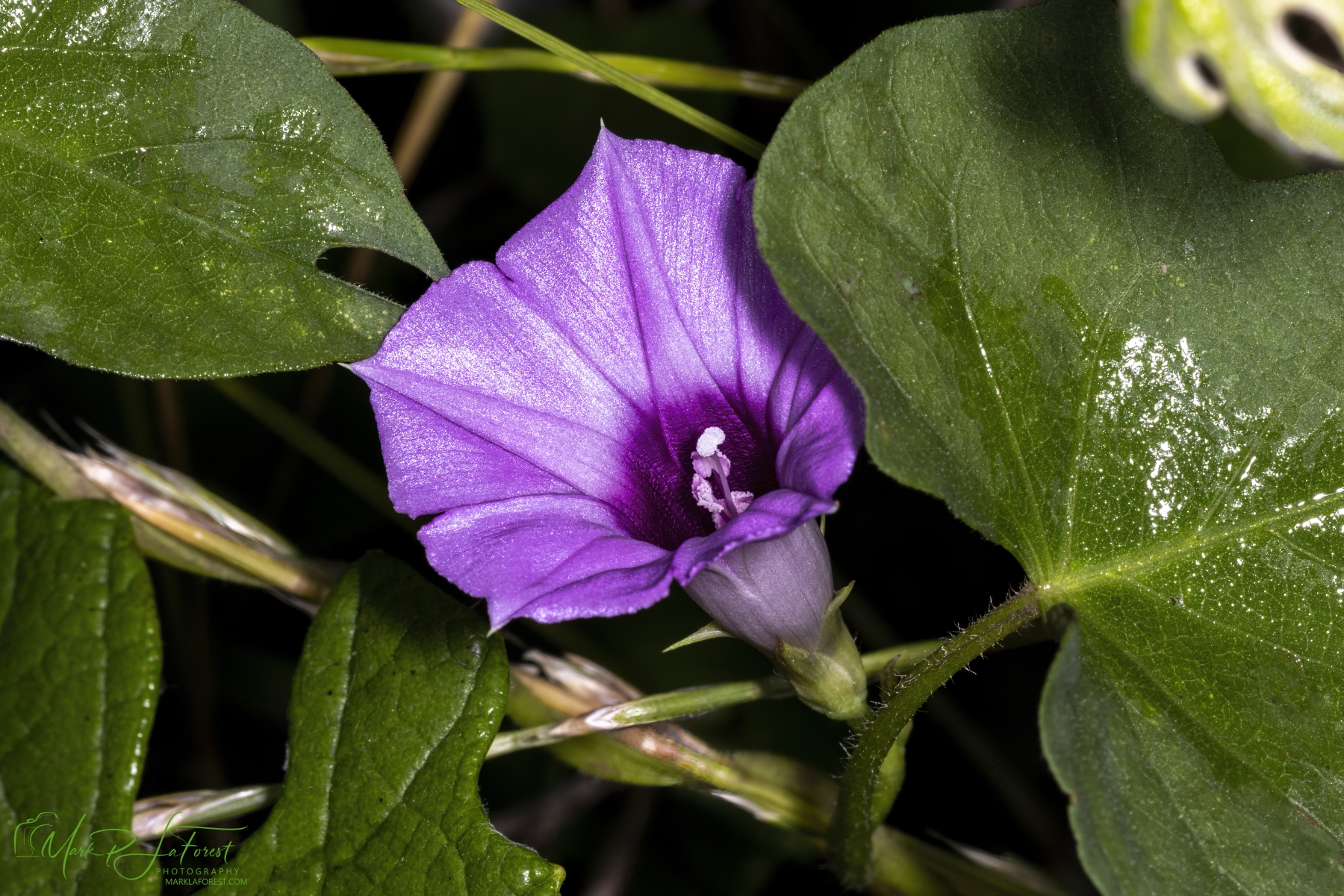 Purple Bindweed, Austin, Texas